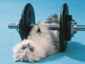 gato-fazendo-exercicio